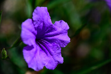 Blue Bellflowers in Full Bloom Macro View