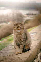Obraz premium Tabby cat sitting on a stone wall with a blurred river and landscape in the background