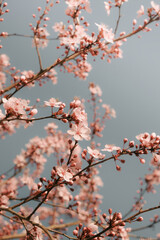 Close-up of blooming pink cherry blossoms against a soft blue sky in spring