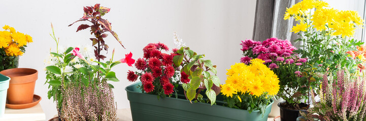Decoration terrace with vibrant fall flowers like chrysanthemums and heather in pots, creating a cozy and colorful outdoor environment for autumn, banner