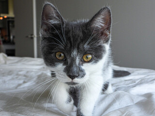 Adorable grey and white kitten being her playful self