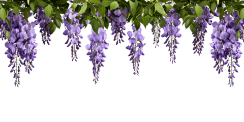 Hanging Purple Wisteria Flowers PNG