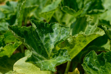 Bright green vine leaves of muscat pumpkin growing in the sunlit soil of a Cypriot backyard garden.