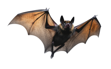 Black bat in flight on transparent background, png