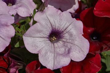 Petunia (lat. Petunia) blooms in the garden of a country house. Summer.