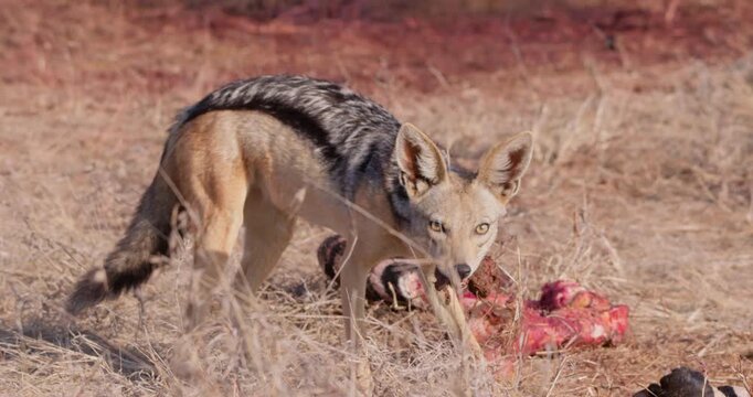 Wide of Black backed jackal (Canis mesomelas) eating parts of Grevy's Zebra (Equus grevyi) carcass during dry season in Savannah in Kenya