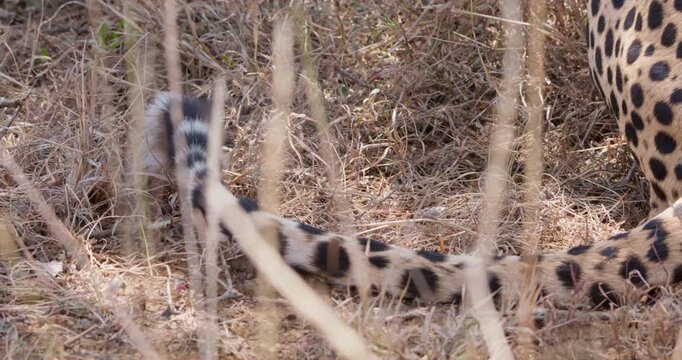 Close up of Cheetah (Acinonyx jubatus) tail on dry grass under shade on hot sunny day in Savannah grassland in Kenya