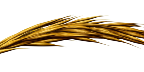 Golden wheat stalks on transparent background