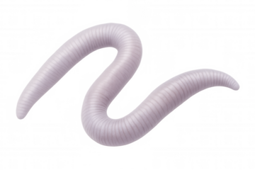 Detailed 3d rendering of earthworm crawling, revealing segmented anatomy with lifelike precision against transparent backdrop