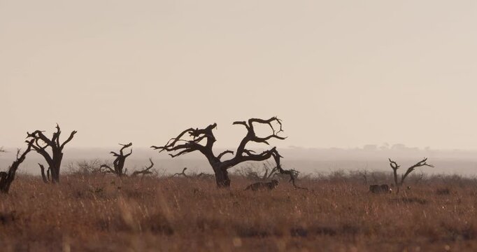 Very wide of a pair of Cheetahs (Acinonyx jubatus) walking near dead trees in the dry savannah grassland at daybreak in Kenya