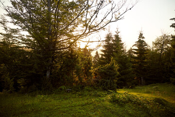 Golden sunlight filters through trees in a serene forest during early evening hours. Hiking in Carpathian Mountains. Ukraine