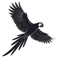 Obraz premium eagle in the sky