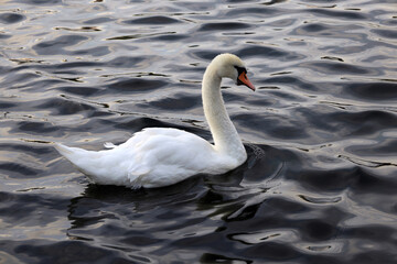 Close-up photo of a white swan on a lake in a park in the center of Stavanger in southern Norway