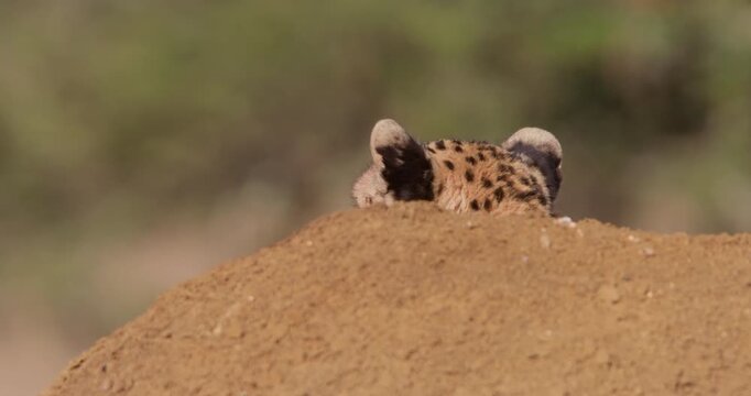 Close-up of head of Cheetah (Acinonyx jubatus) behind termite mound listening out in hot sunny day in Kenya