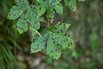 vista macro di grandi foglie verdi di un albero piene di macchie nere a causa di una malattia naturale