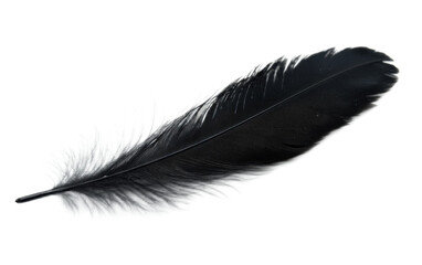 Black feather on transparent background, png