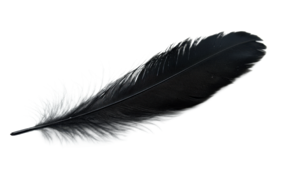 Black feather on transparent background, png