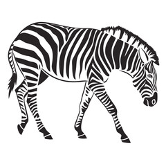 zebra vector illustration