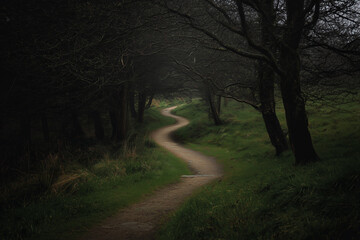 Fototapeta premium winding forest path in dark moody woodland with green grass and bare trees creating mysterious atmosphere