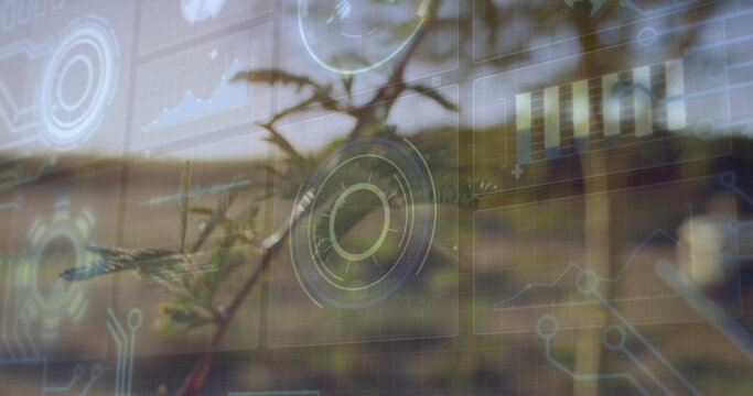 Displaying conifer branch floating in backyard, showing interface overlays and charts