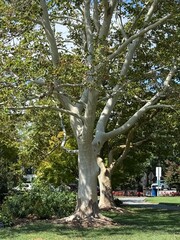 tree in park