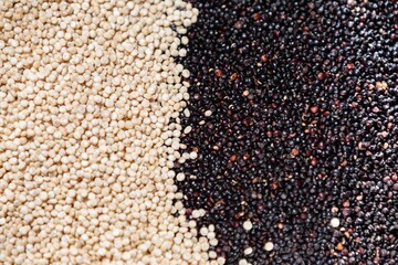 Mix of real quinoa grains from the white quinoa and black quinoa varieties. Chenopodium quinoa