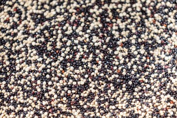 Mix of real quinoa grains from the white quinoa and black quinoa varieties. Chenopodium quinoa