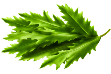 Green leafy plant detail with serrated edges on a white surface