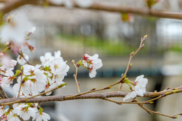 春の桜の花と川辺の景色