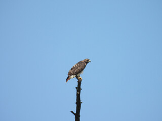 A juvenile, red-tailed hawk, perched on top of a tree branch, hunting, waiting to pounce on unsuspecting prey. Middle Creek Wildlife Management Area, Lancaster County, Pennsylvania.