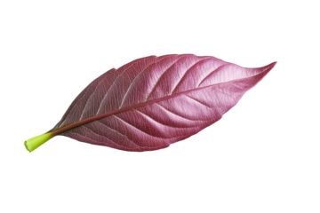 Red Leaf with Veins and Stem
