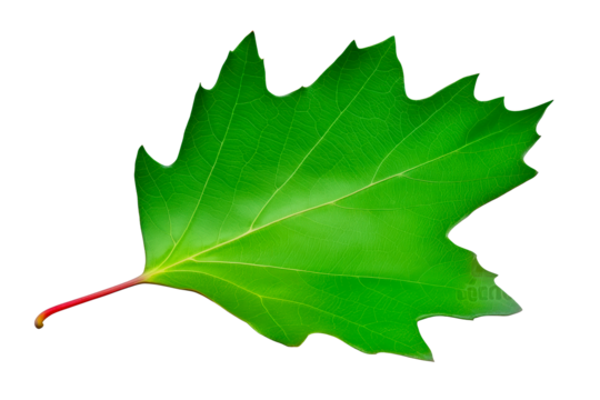 Single green leaf with prominent veins and red stem