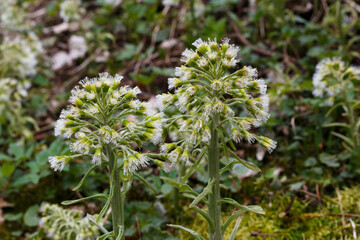 Weiße Pestwurz (Petasites albus) begegnet auf der Schwäbischen Alb