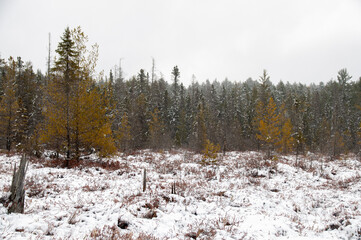 A horizontal shot of a wide, snowy field with scattered winter brush and a mix of evergreen and deciduous trees under a cloudy sky.