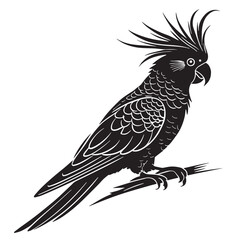 black cockatiel Silhouette Vector, High Quality Illustration on White Background