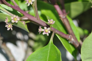 Close-up of Ilex rotunda (Meon-namu) female flowers, displaying small white petals and prominent yellow stamens. Photographed in Korea.