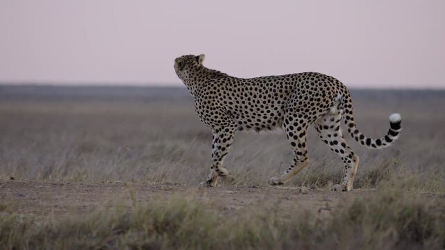 Wide gimbal tracking of Cheetah (Acinonyx jubatus) walking on dirt road  in dry grassland savannah in evening in Kenya