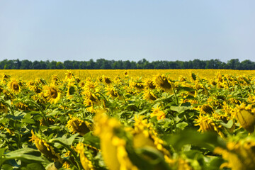 Field of immature blooming sunflower close-up on background of bright clear blue sky. Cultivation...