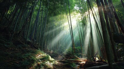 Tranquil Bamboo Forest with Streaming Light Through Green Canopy