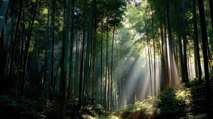 Obraz premium Serene Bamboo Forest with Light Streaming Through Green Canopy