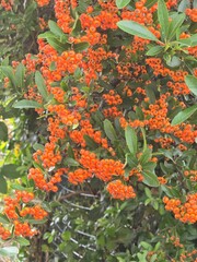 sea buckthorn berries