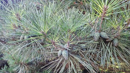 Pine Tree Branches Green Needles Cones Nature Growth Detail