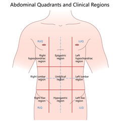 abdominal quadrants and nine clinical regions, labeled anatomical areas for diagnosis diagram hand drawn schematic vector illustration. Medical science educational illustration