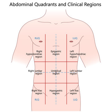 abdominal quadrants and nine clinical regions, labeled anatomical areas for diagnosis diagram hand drawn schematic vector illustration. Medical science educational illustration