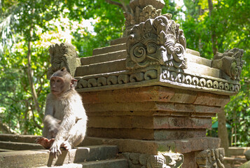 Wild Monkeys of Ubud’s Sacred Monkey Forest. Natural Behavior, Bali Wildlife Photography in Lush...