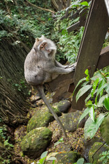 Wild Monkeys of Ubud’s Sacred Monkey Forest. Natural Behavior, Bali Wildlife Photography in Lush Jungle Temple. Indonesia. 4k Resolution.