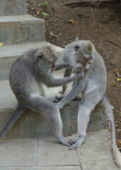 Wild Monkeys of Ubud’s Sacred Monkey Forest. Natural Behavior, Bali Wildlife Photography in Lush Jungle Temple. Indonesia. 4k Resolution.