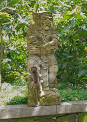Wild Monkeys of Ubud’s Sacred Monkey Forest. Natural Behavior, Bali Wildlife Photography in Lush Jungle Temple. Indonesia. 4k Resolution.