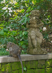 Wild Monkeys of Ubud’s Sacred Monkey Forest. Natural Behavior, Bali Wildlife Photography in Lush Jungle Temple. Indonesia. 4k Resolution.