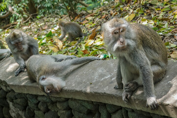 Wild Monkeys of Ubud’s Sacred Monkey Forest. Natural Behavior, Bali Wildlife Photography in Lush Jungle Temple. Indonesia. 4k Resolution.